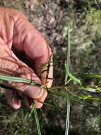 Image of Boronia splendida M. F. Duretto