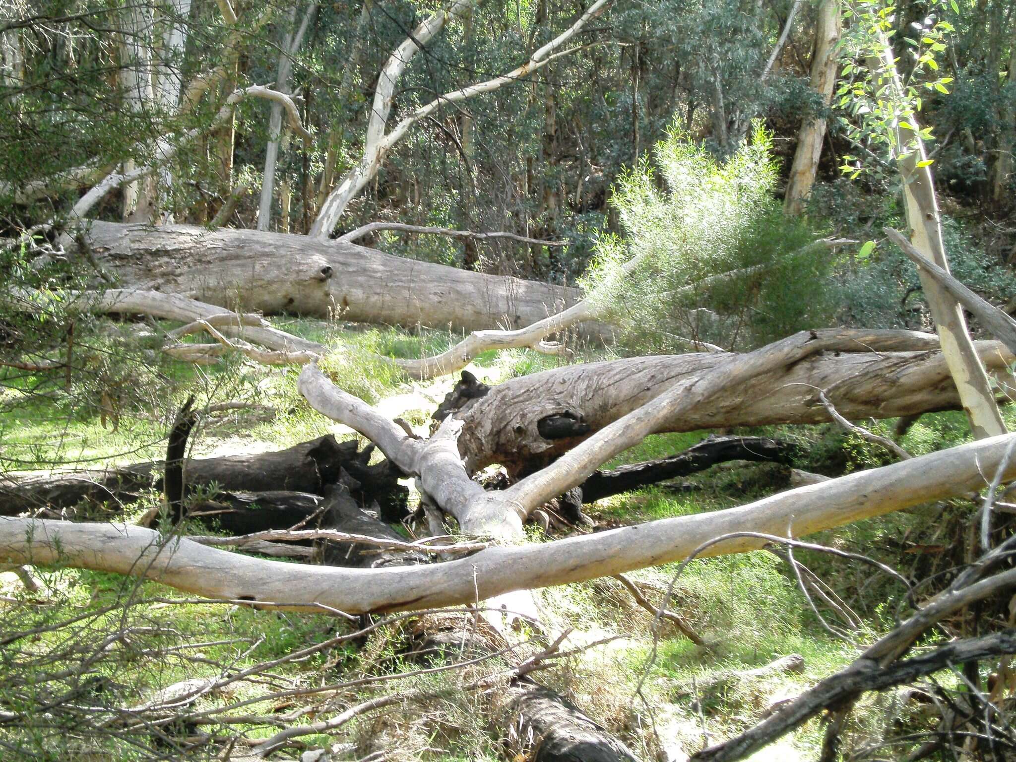 Слика од Eucalyptus camaldulensis subsp. minima Brooker & M. W. Mc Donald