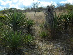 Image of Agave karwinskii Zucc.