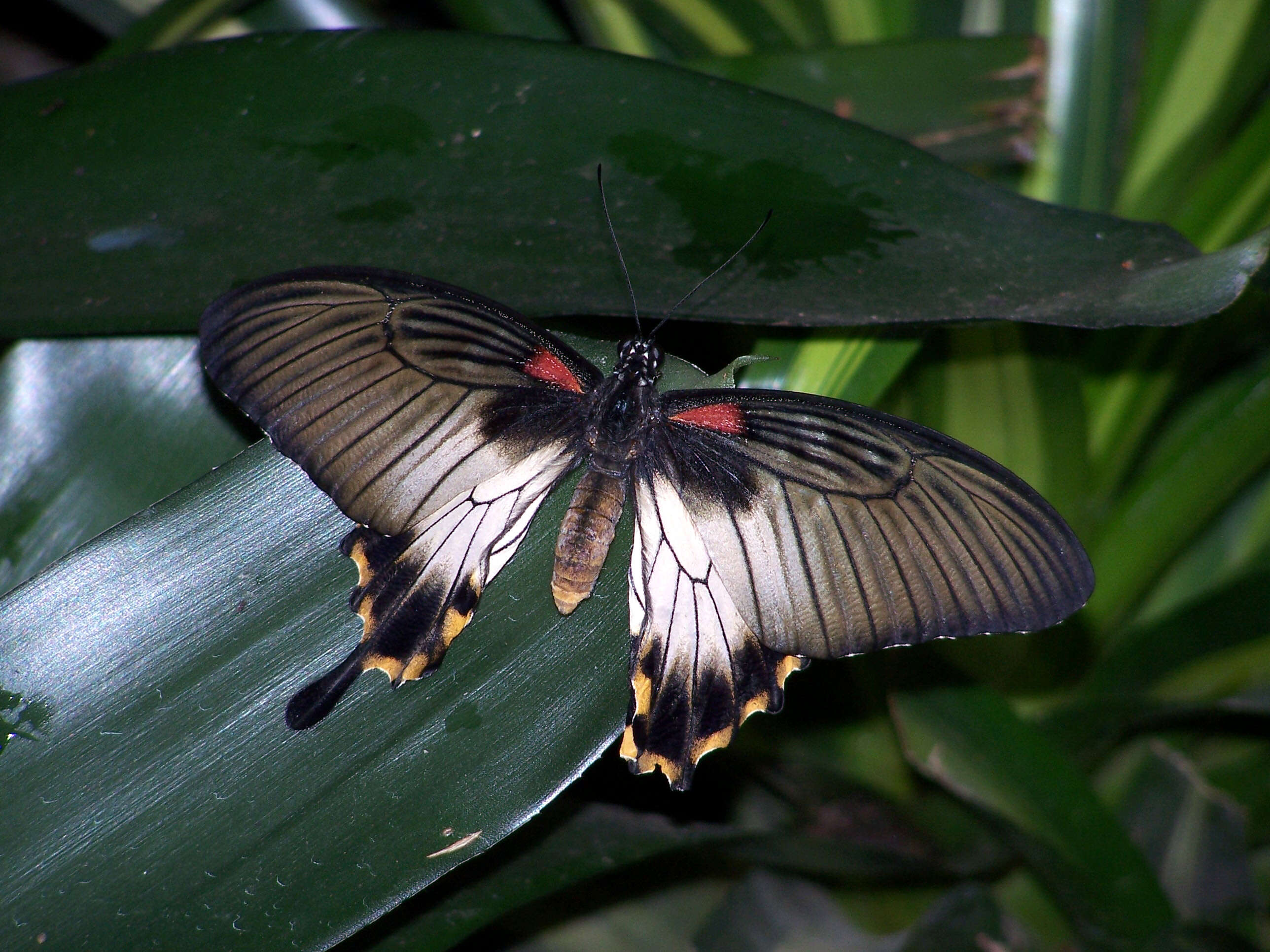 Sivun Papilio memnon Linnaeus 1758 kuva