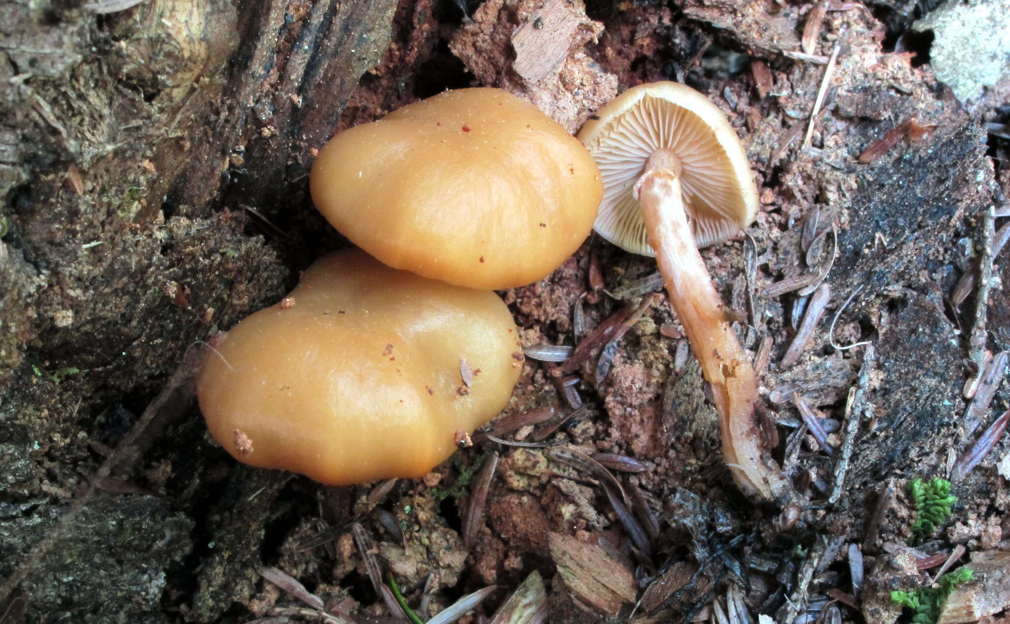 Image of Pholiota marginella Peck 1898