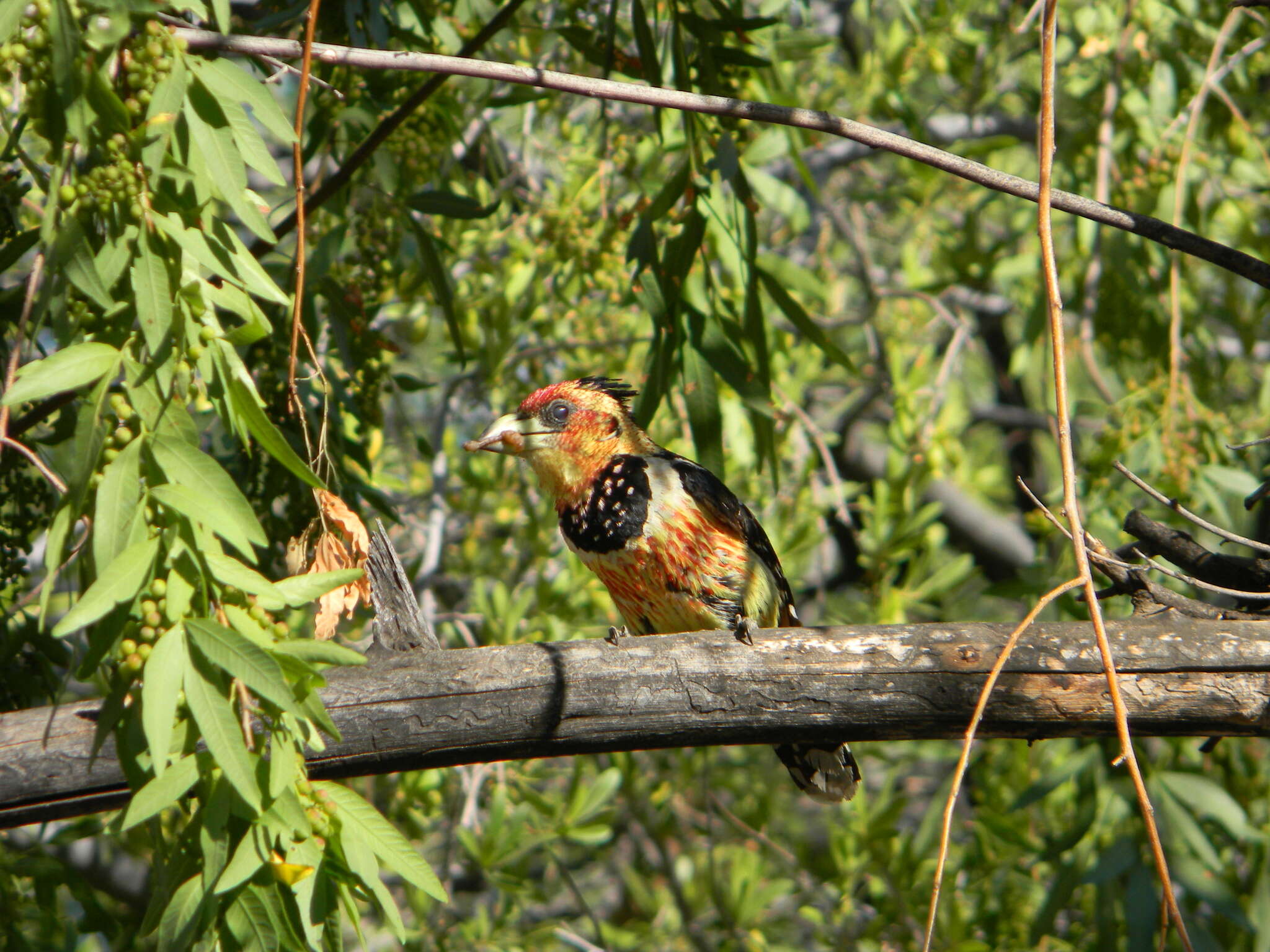 صورة Trachyphonus vaillantii Ranzani 1821