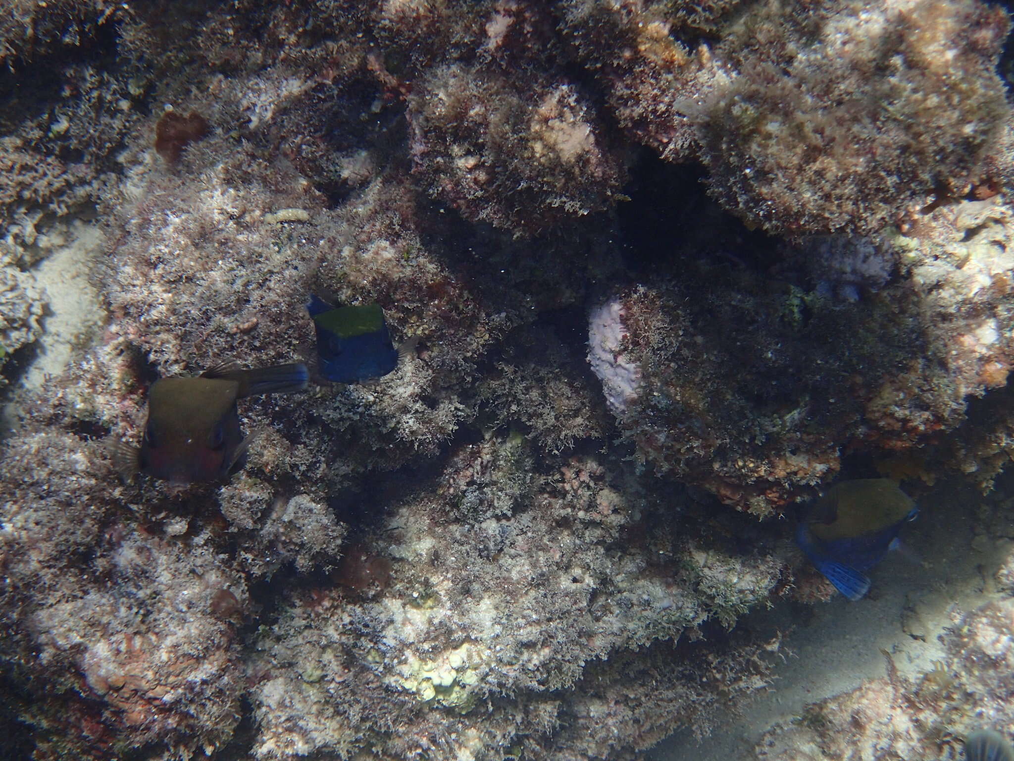 Image of Bluetail trunkfish