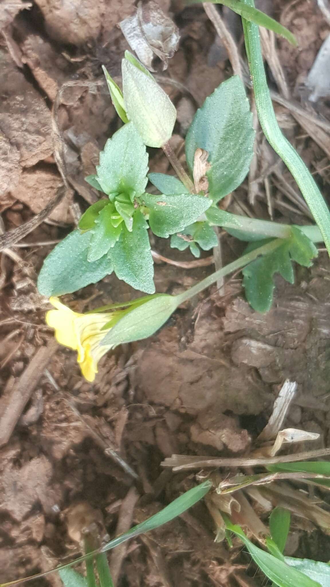 Mecardonia procumbens (Mill.) Small resmi