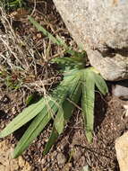 Image of Freesia caryophyllacea (Burm. fil.) N. E. Br.