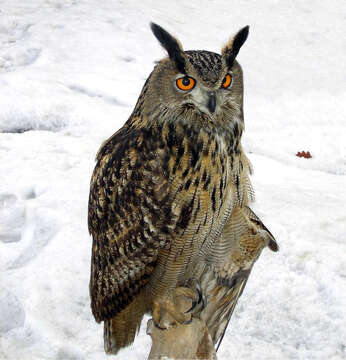 Image of Eurasian Eagle Owl