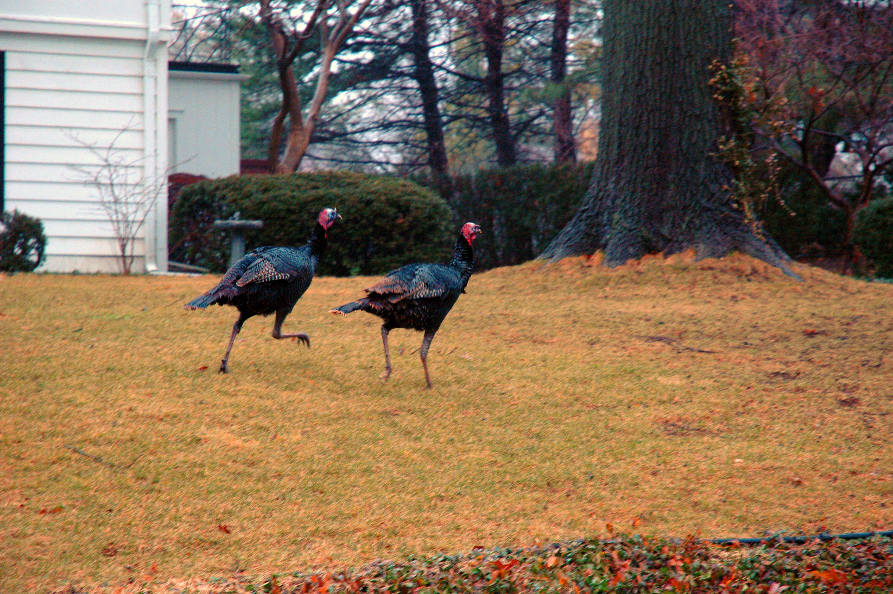 Imagem de Meleagris gallopavo Linnaeus 1758