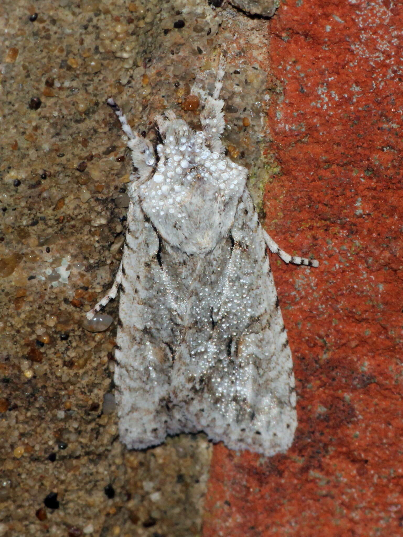 Image of grey shoulder-knot