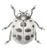 Image of 11-spot ladybird