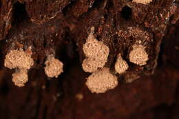 Image of Tubifera corymbosa