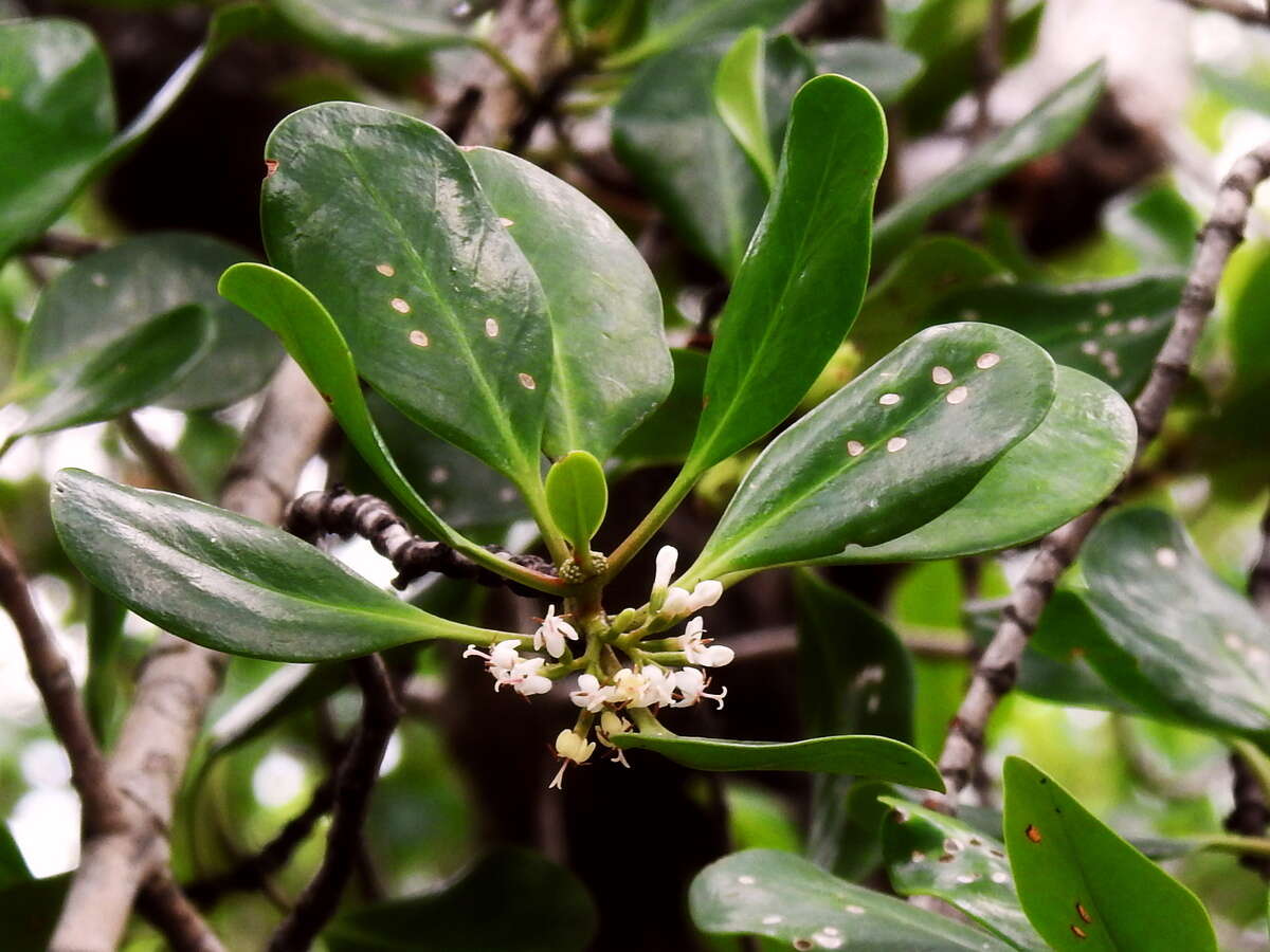 Image of yamstick mangrove