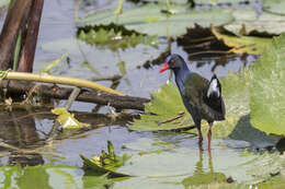 Image of Allen's Gallinule