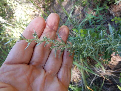 Image of white sagebrush