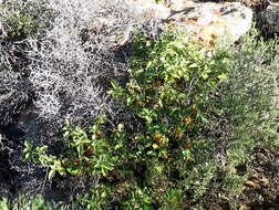 Image of Solanum tomentosum L.