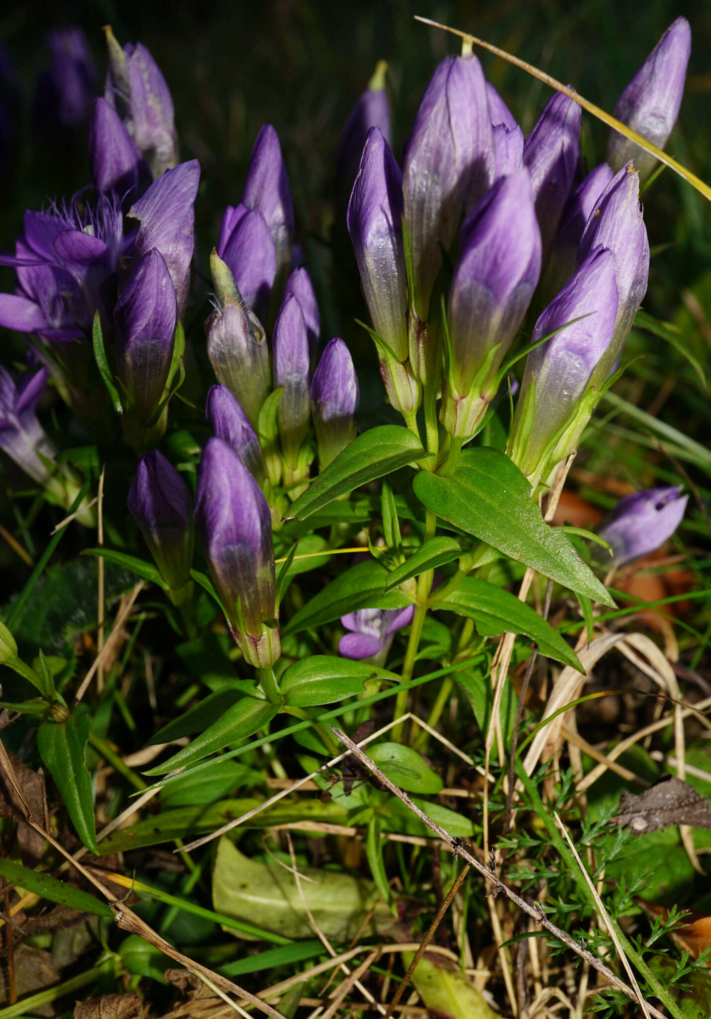 Image of Gentianella austriaca (A. & J. Kern.) Holub