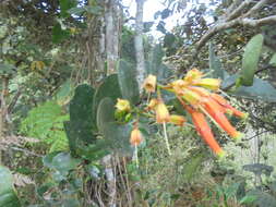 Image of Macleania smithiana J. L. Luteyn