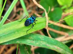 Lampsophorus ecuadoriensis Carvalho & Ferreira 1968的圖片