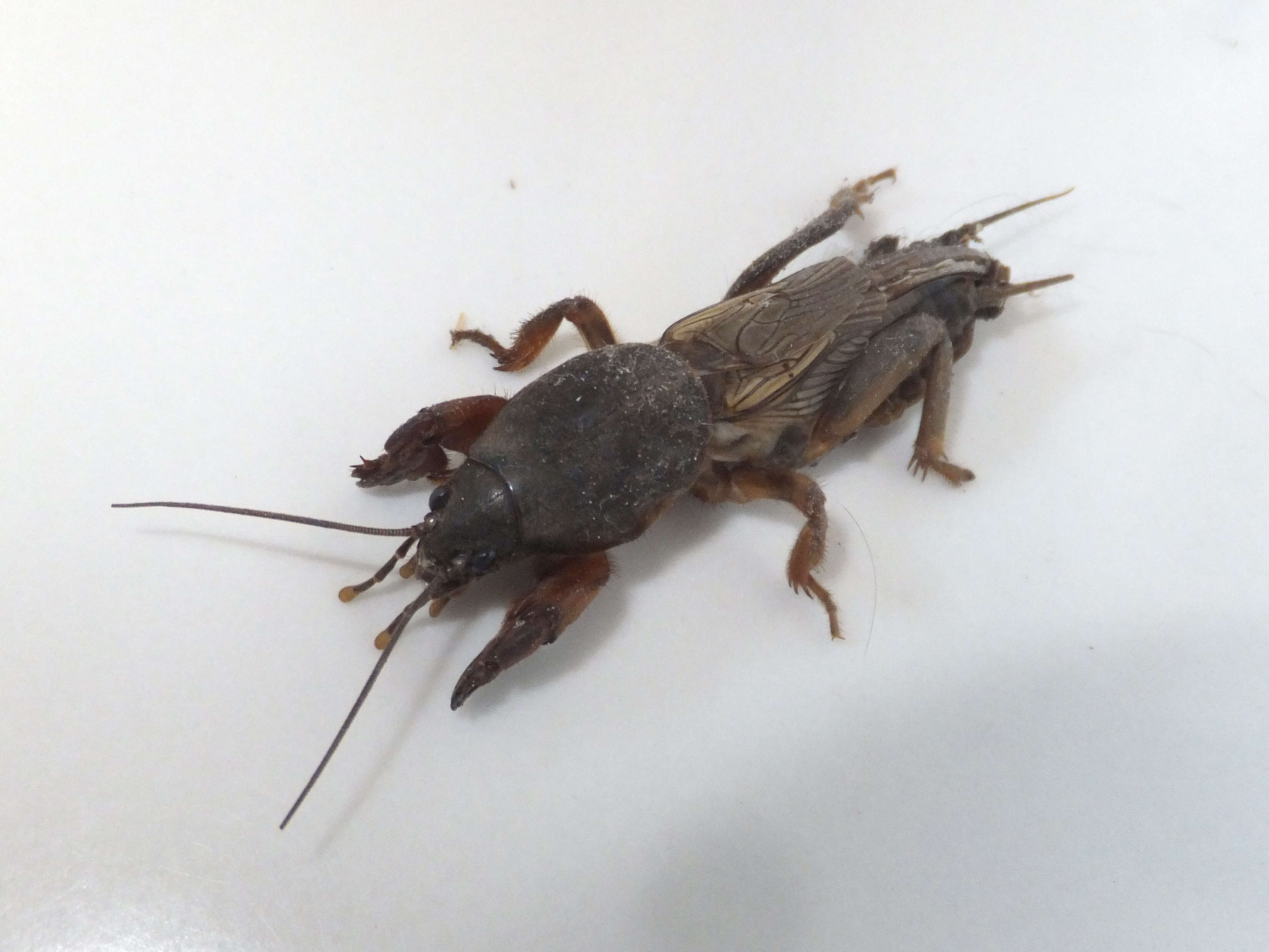 Image of European Mole Cricket