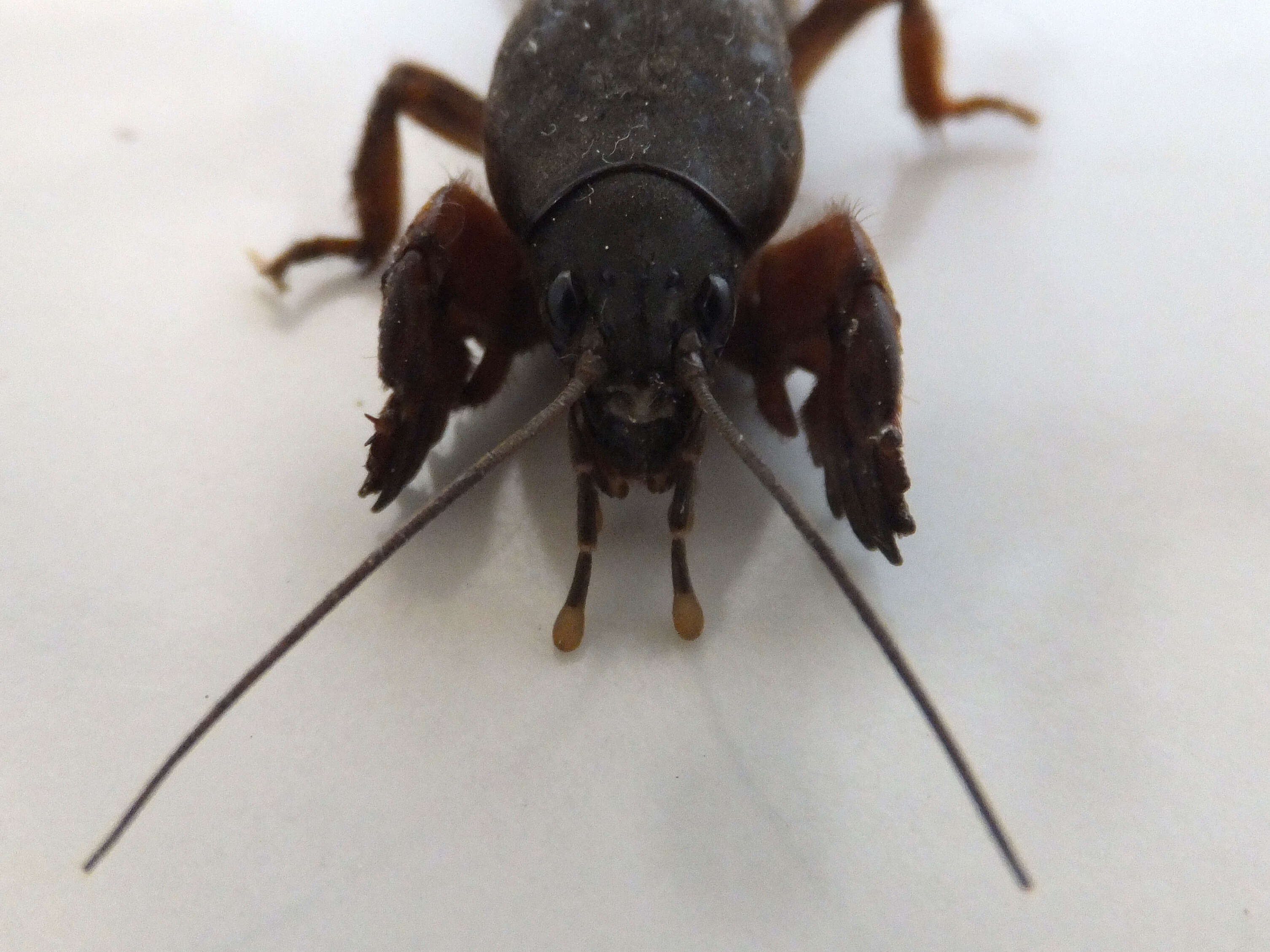 Image of European Mole Cricket