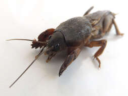 Image of European Mole Cricket