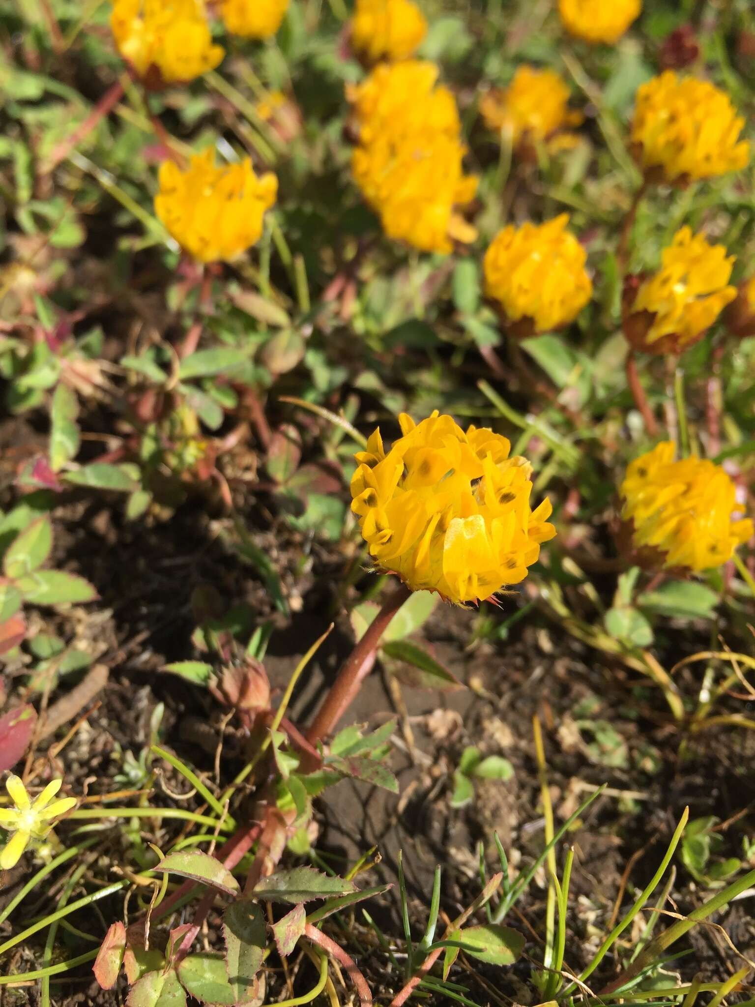 Слика од Trifolium jokerstii Vincent & Rand. Morgan