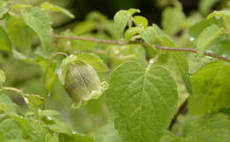 Image de Codonopsis rotundifolia Benth.