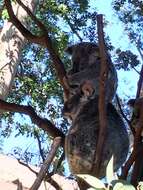 Image of koalas