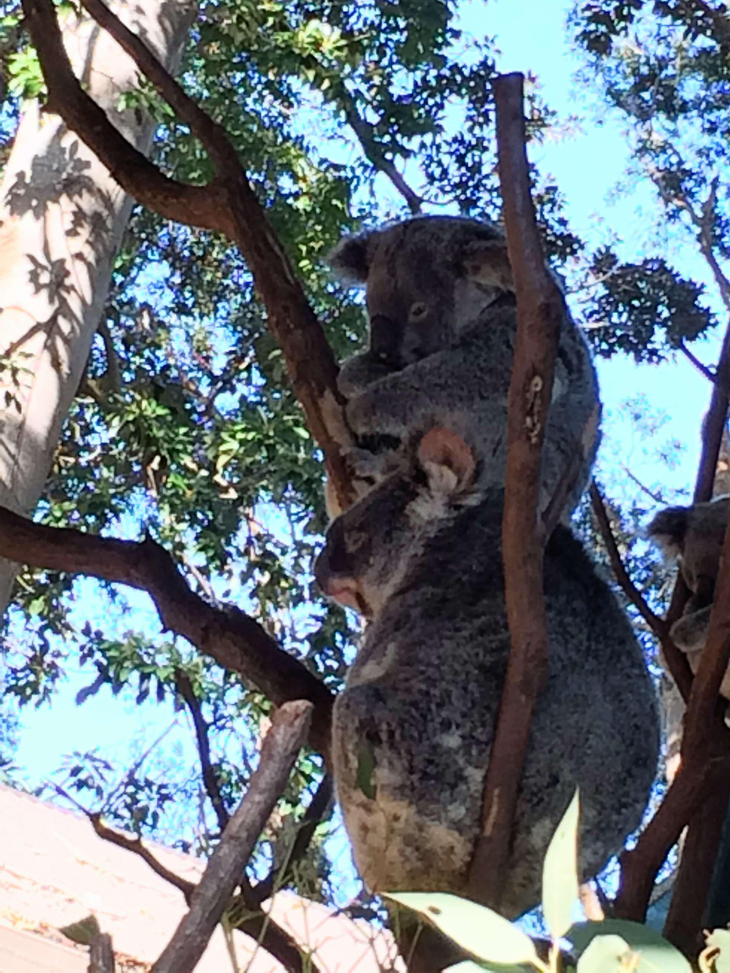 Image of koalas