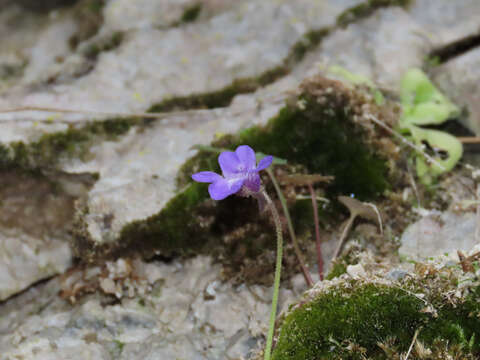 Image of Pinguicula vallis-regiae F. Conti & Peruzzi