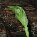 Image of Pterostylis aneba D. L. Jones