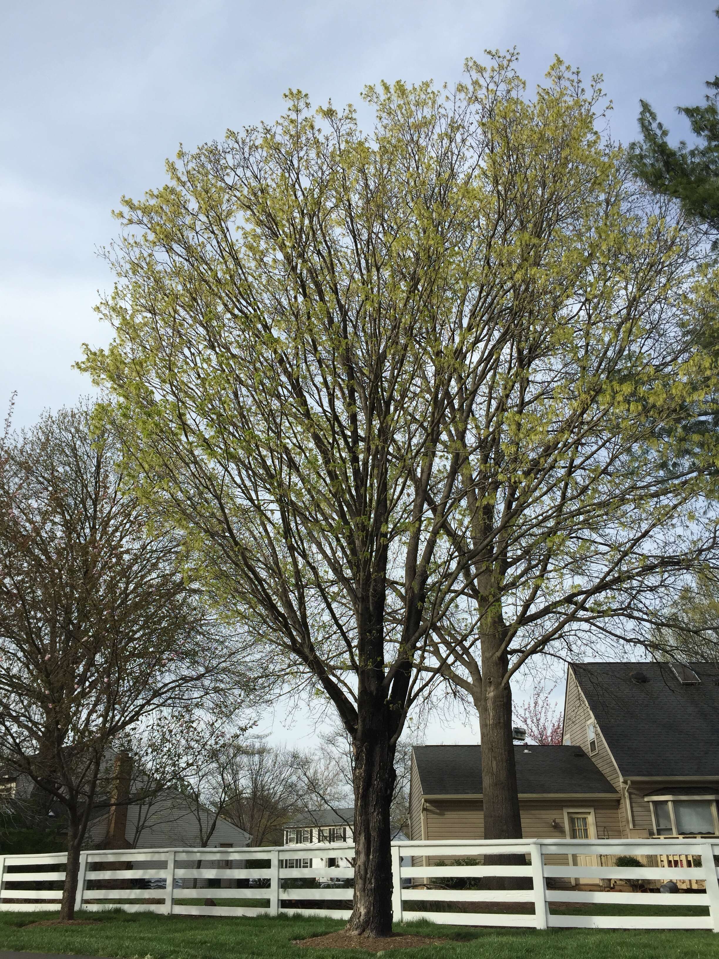 Image of sugar maple