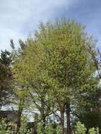 Image of sugar maple