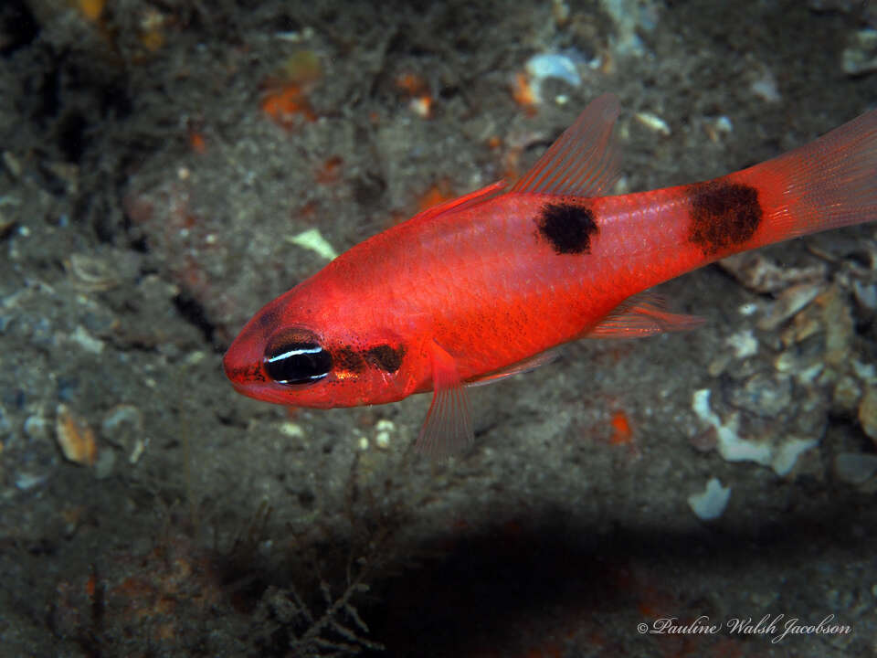 Image of Flamefish