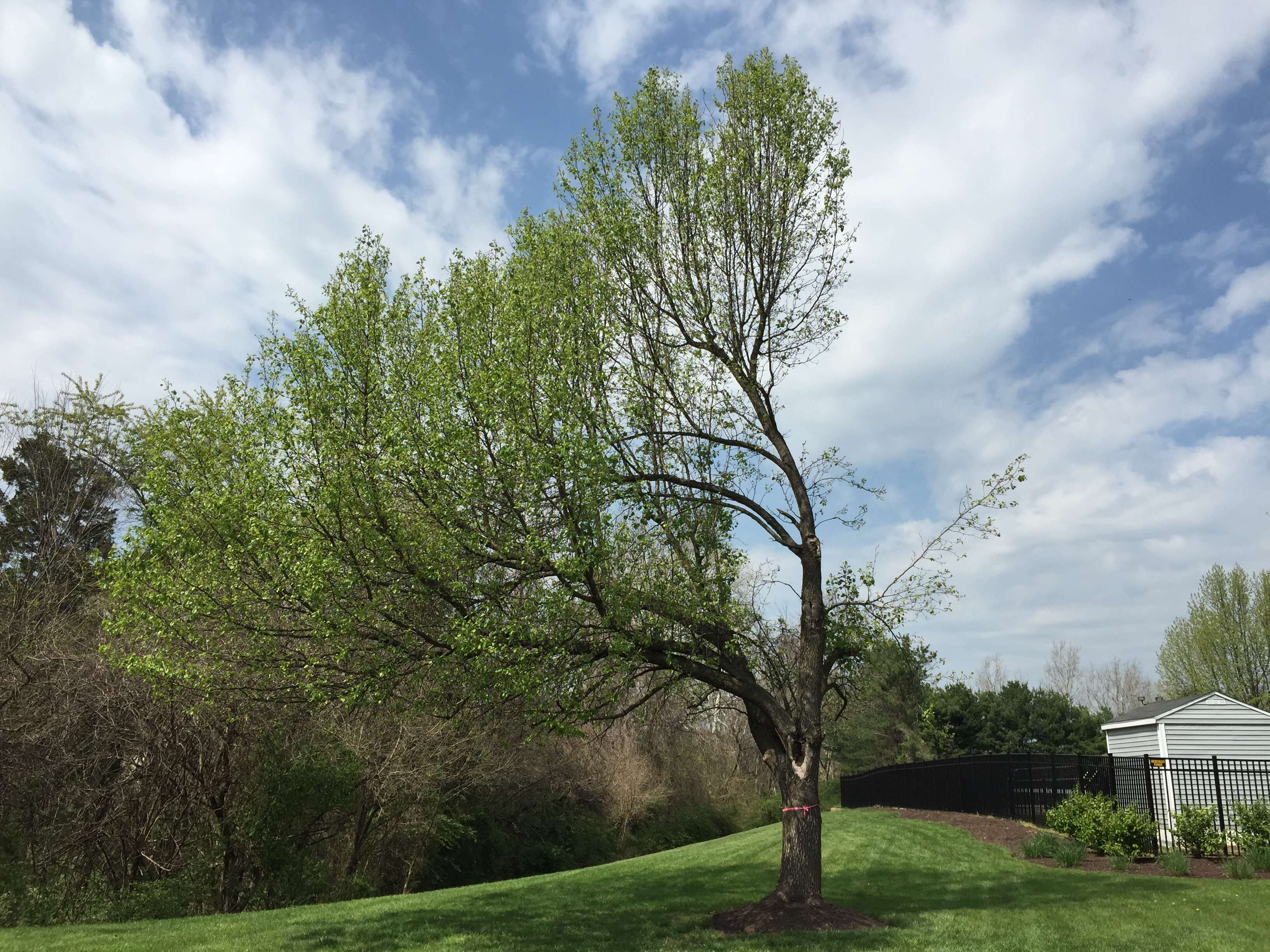 Plancia ëd Pyrus calleryana Decne.