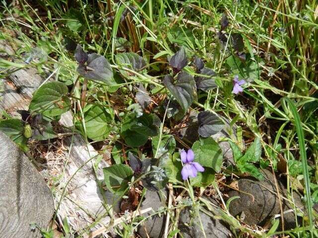 Image of common dog-violet