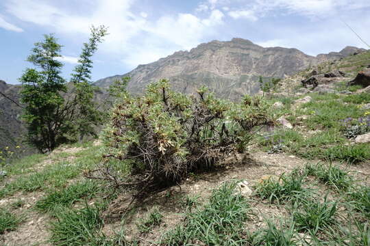 Image de Astragalus denudatus Stev.