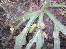 Image of Anthurium podophyllum (Cham. & Schltdl.) Kunth