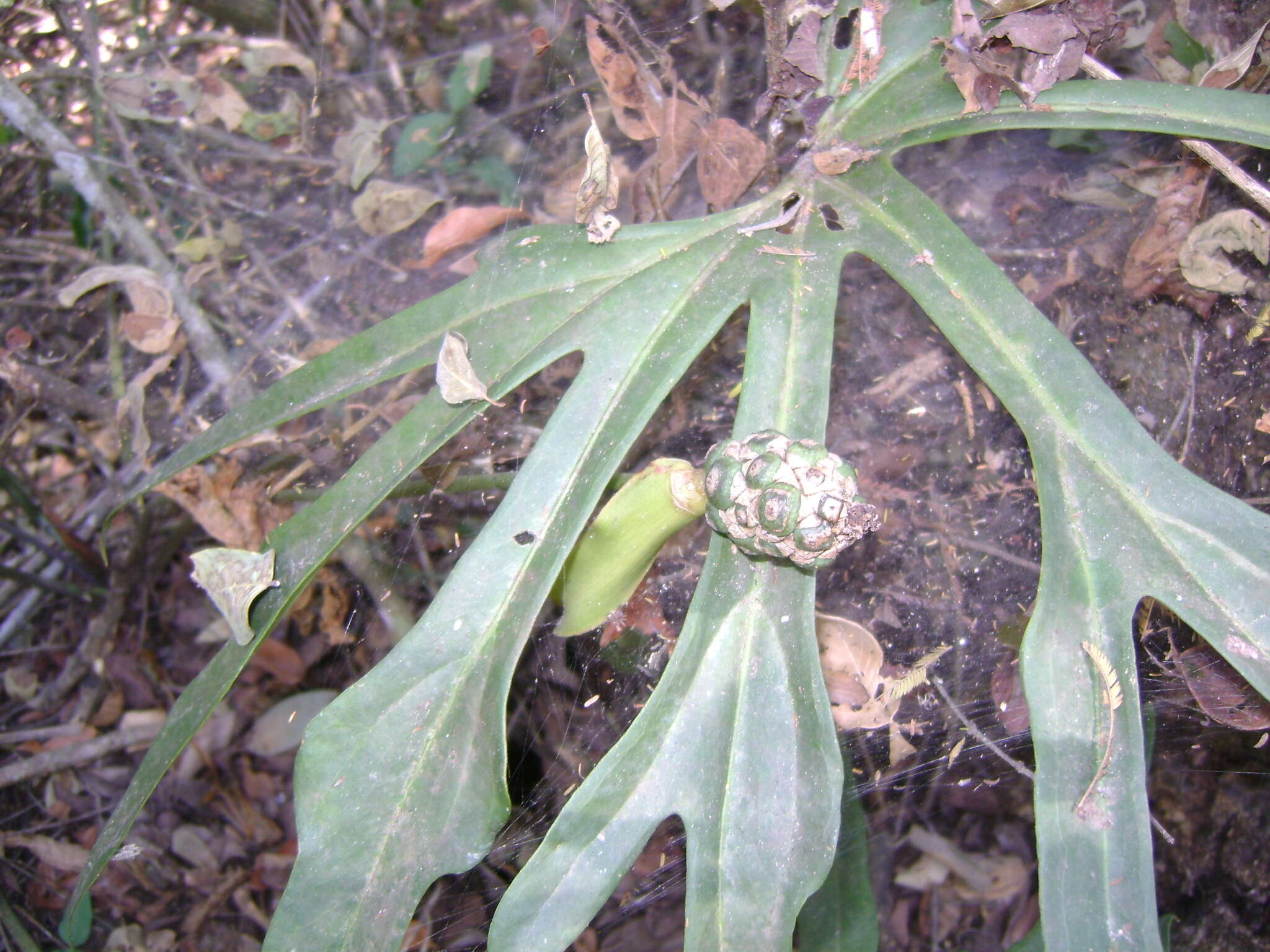 Image of Anthurium podophyllum (Cham. & Schltdl.) Kunth