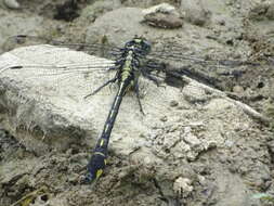 Image of Gomphurus Needham 1901