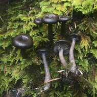 Image of Pseudoclitocybe