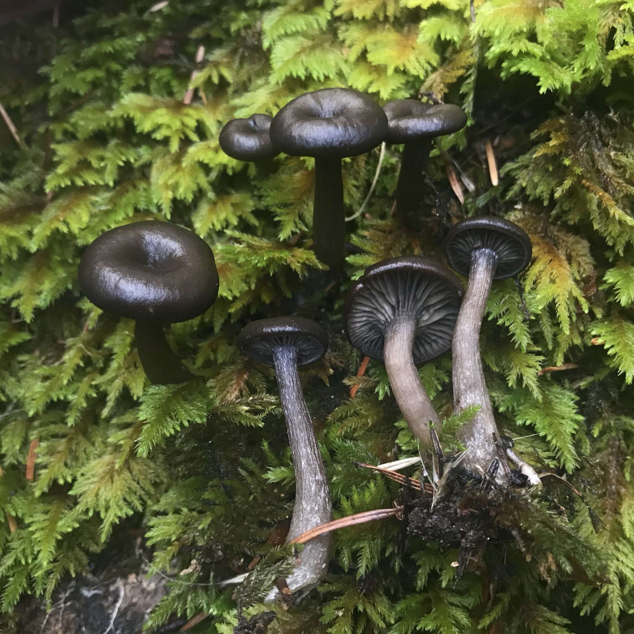 Image of Pseudoclitocybe