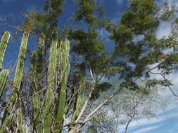 Image of <i>Cenostigma eriostachys</i>