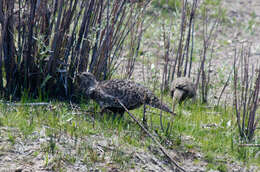 Image of Gunnison sage-grouse; greater sage-grouse