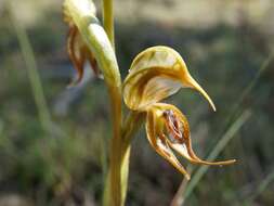 Image of Greenhood orchids