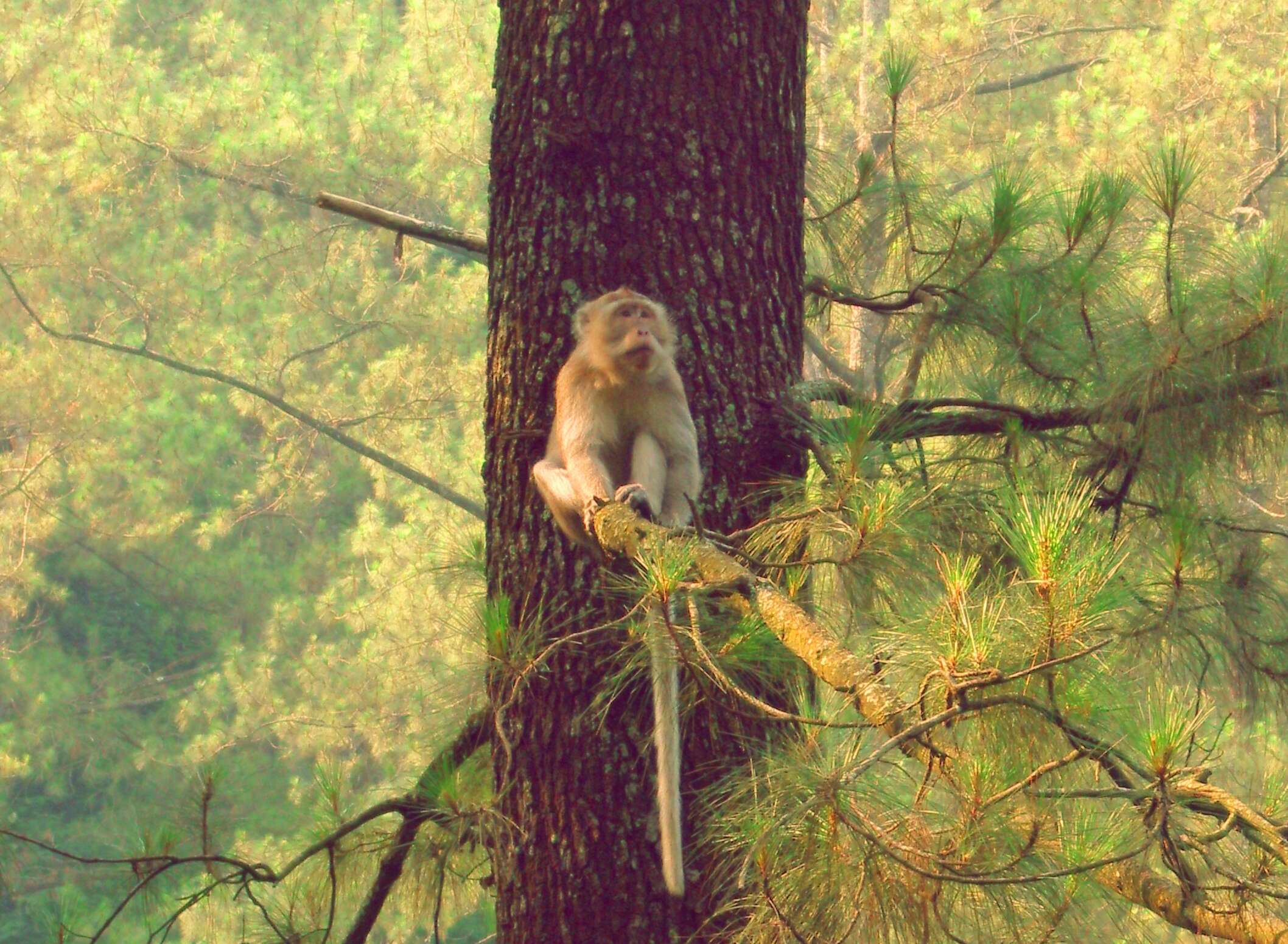 Image of Long-tailed Macaque