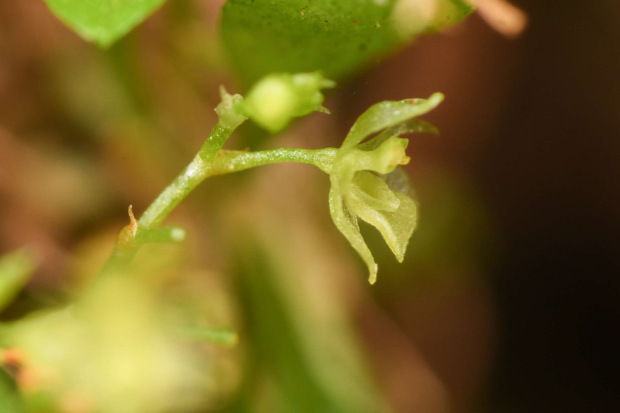 Image de Platystele microtatantha (Schltr.) Garay