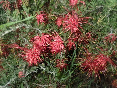 Image of Grevillea preissii subsp. glabrilimba P. M. Olde & N. R. Marriott