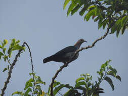 Imagem de pombo imperial verde