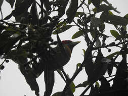 Image of Blue-moustached Barbet