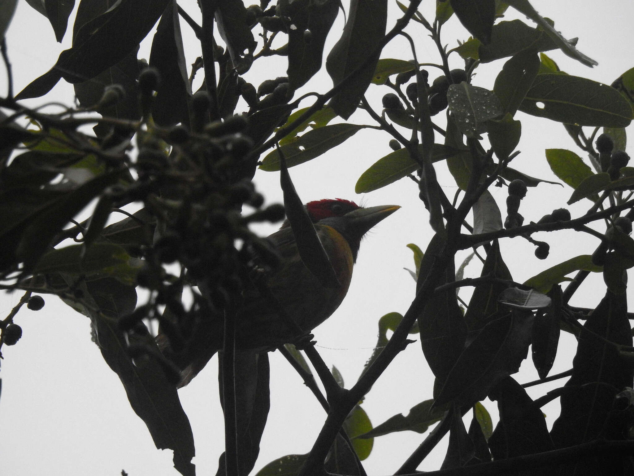 Image of Blue-moustached Barbet